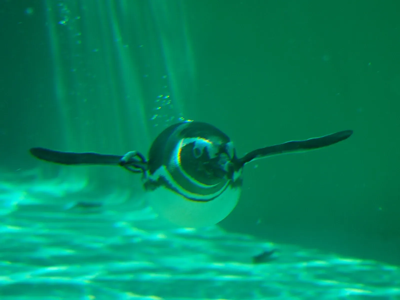 The Wing Trade-Off: How Flippers Beat Feathers for Life Underwater (originally posted to Flickr as Penguin in Blackpool Zoo, CC BY-SA 2.0)