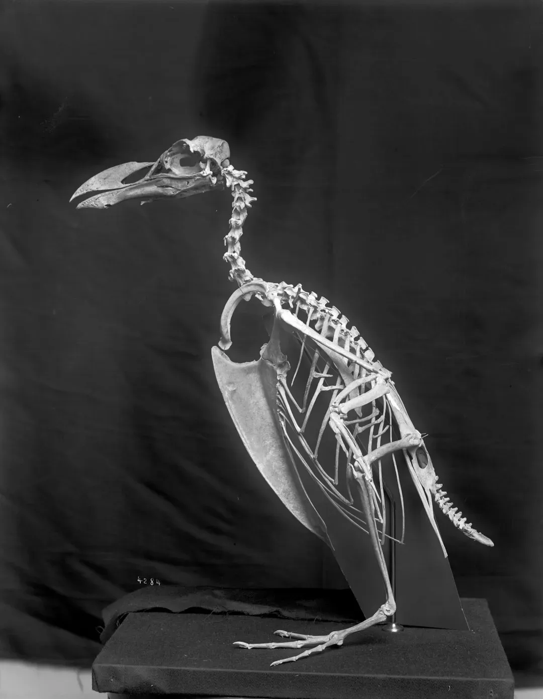 #8 - The "Ancient Bird of Prey" Pieced Together From Three Species (Image Credits: Unsplash)