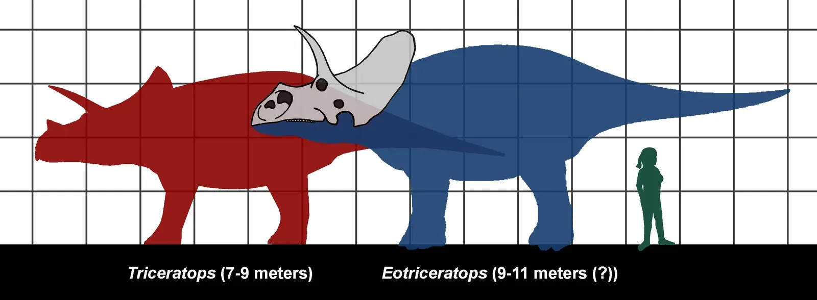 Skull Drama: Subtle Differences, Same Level of Wow (By Conty, CC BY 3.0)