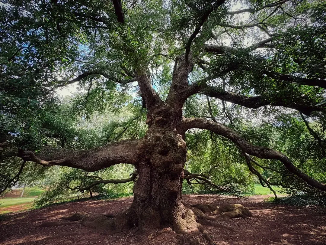 Taurus – The Oak, Steady Guardian of the Forest (Image Credits: Unsplash)