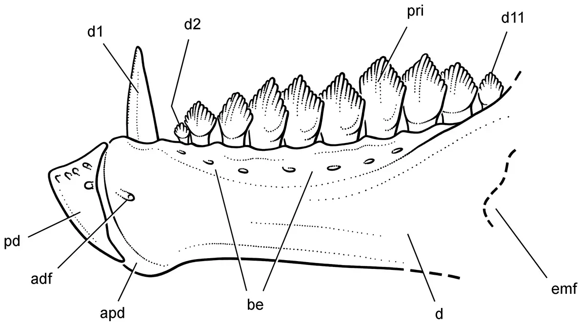 A Beaked Plant-Eater… With Fangs? (Sereno PC (2012) Taxonomy, morphology, masticatory function and phylogeny of heterodontosaurid dinosaurs. ZooKeys 226: 1-225. doi:10.3897/zookeys.226.2840., CC BY 3.0)