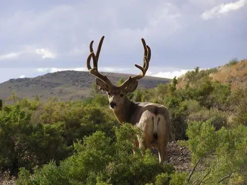 Libra: The Indecisive Deer (Image Credits: Flickr)