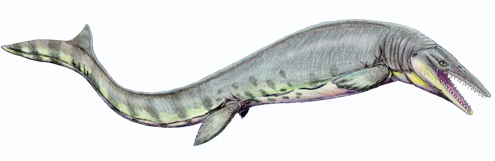 Tylosaurus and the Diversity of Prehistoric Terror (Image Credits: Wikimedia)