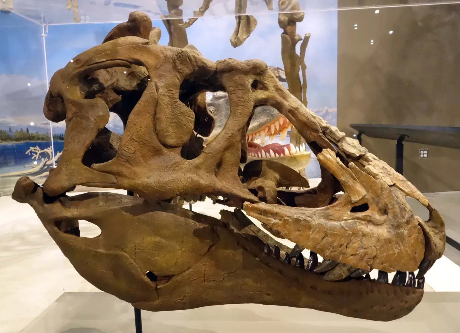 Skull, Teeth, and Bite: Designed for Devastation (By Jens Lallensack, CC BY-SA 4.0)
