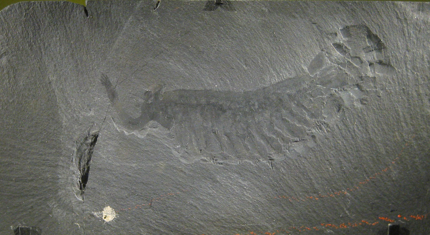 Scorpio Rising - The Mysterious Burgess Shale Creature (Image Credits: Wikimedia)
