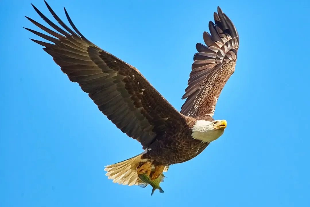 The Eagle: Vision and Spiritual Perspective (Image Credits: Unsplash)