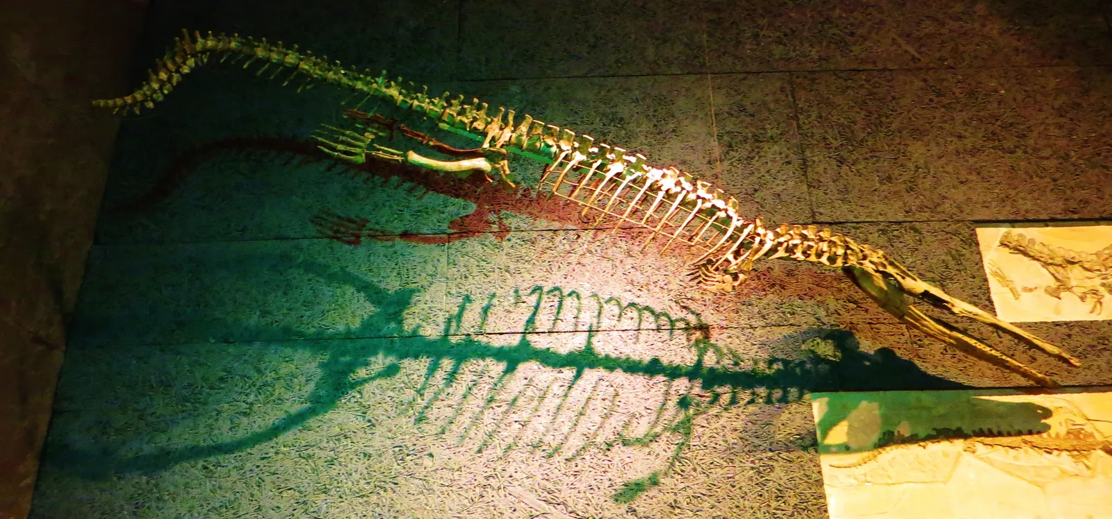 Metriorhynchus: The Crocodile That Let Go of the Shore (By Ghedoghedo, CC BY-SA 3.0)