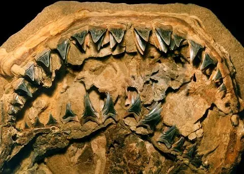 5. Sharks That Outlived Multiple Apocalypses ([1] (Licensing labeled as "This file is in the public domain"), Public domain)