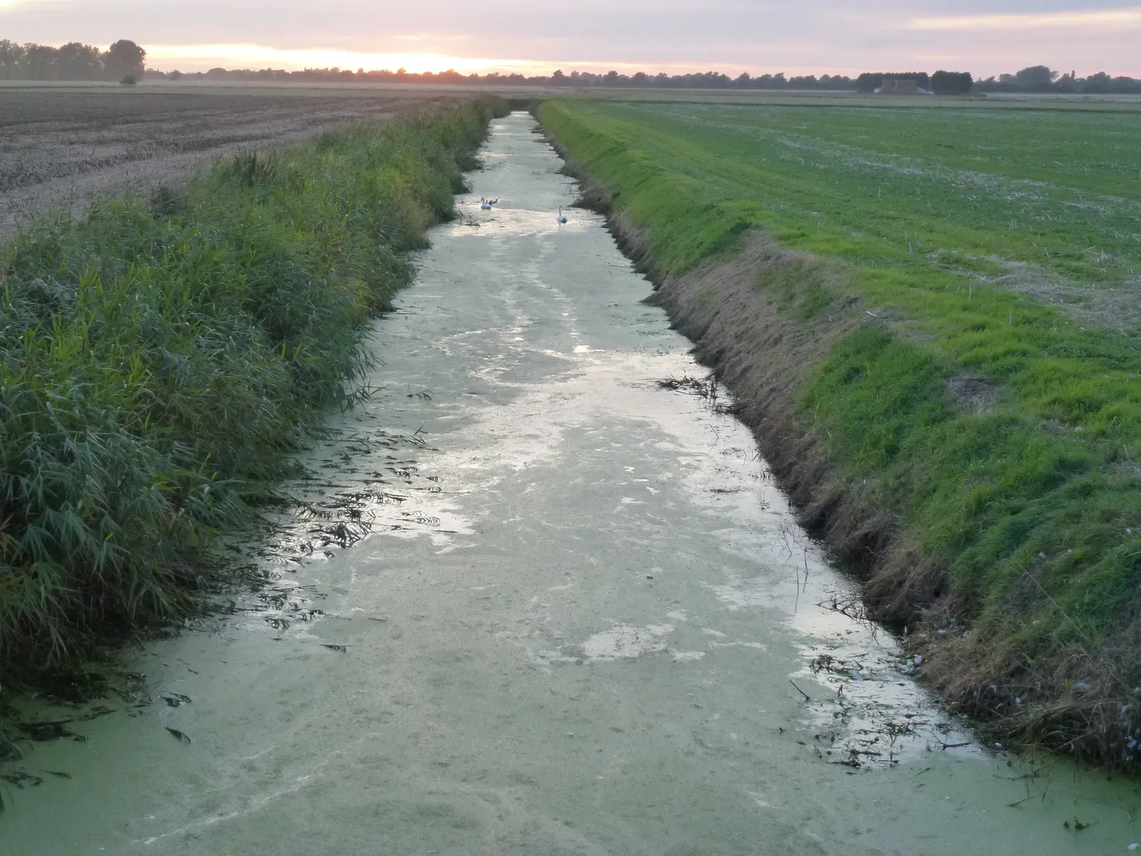 #4 A Ditch Records Fertilizers and Farm Chemicals Leaving the Fields (Geograph Britain and Ireland, CC BY-SA 2.0)