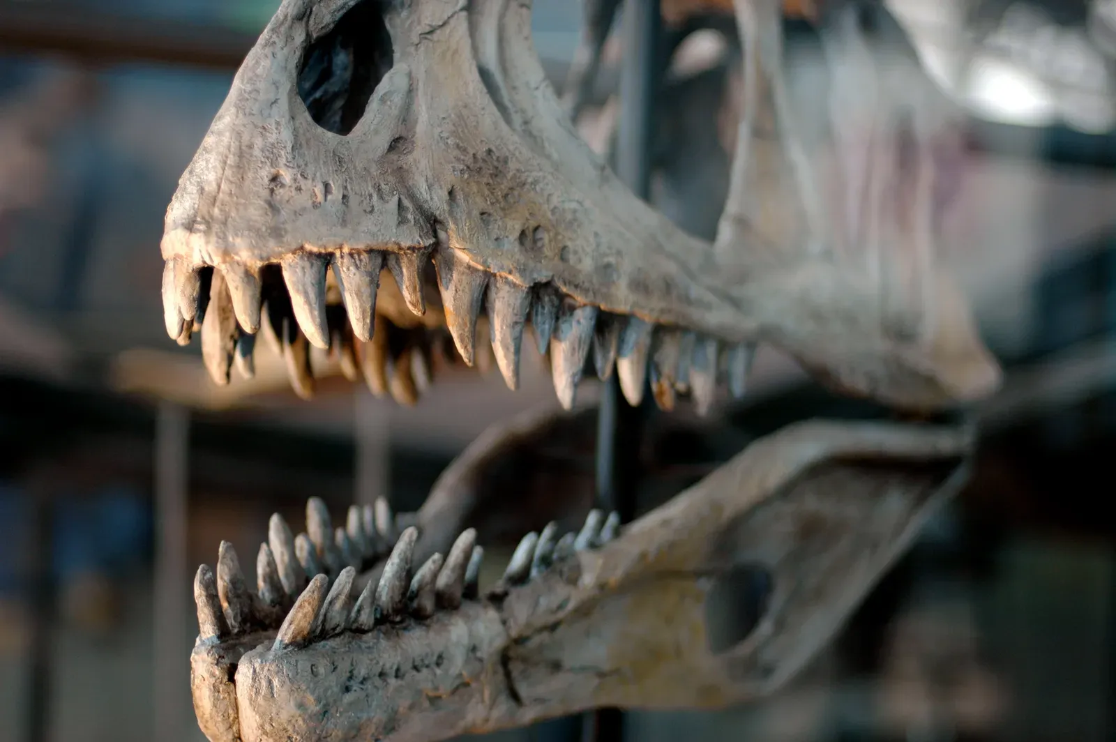 3. Reinventing Teeth and Beaks for New Diets (Dinosaur Skull, CC BY-SA 2.0)