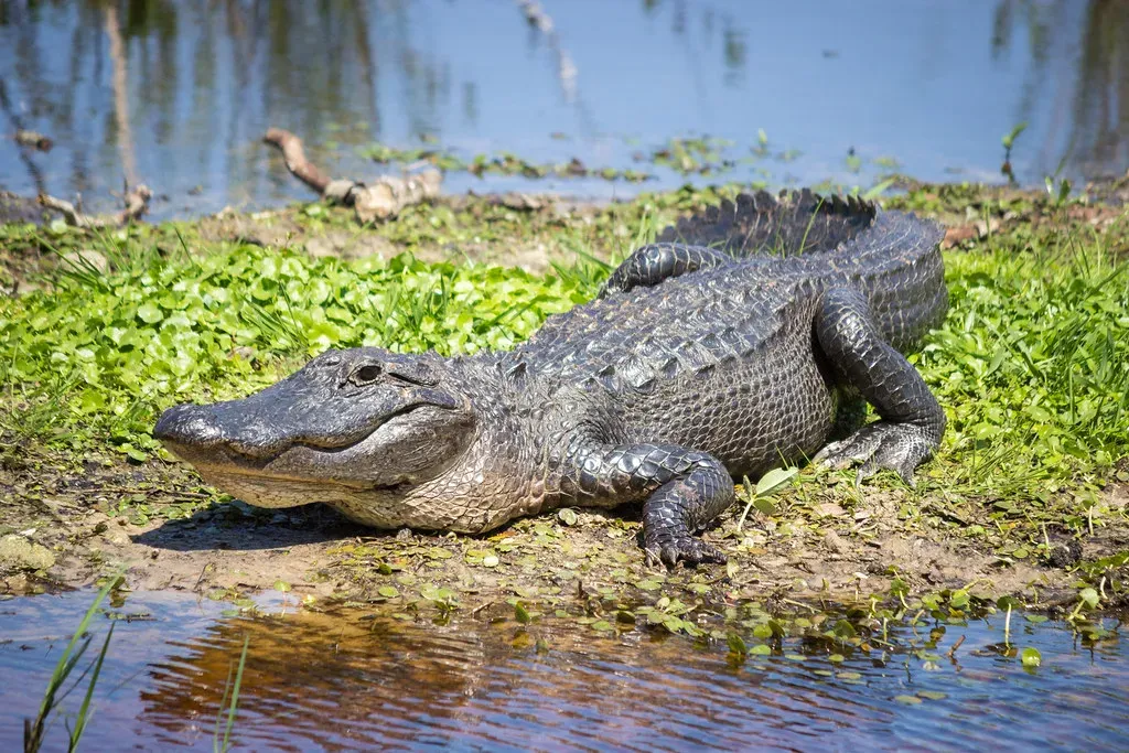 4. Alligators: Backyard Relatives of Ancient Giants (route441, Flickr, CC BY 2.0)