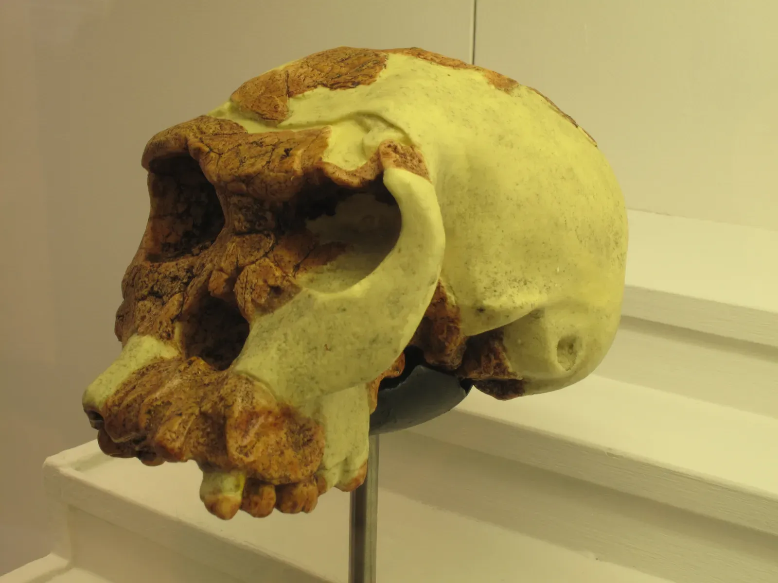 7. Homo habilis: Where Stone Tools and Bigger Brains Began (By Rama, Public domain)