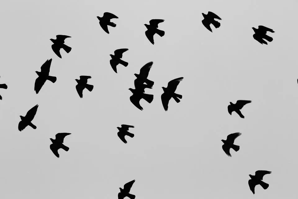 #3 - Young Birds Fly Routes They Were Never Taught (Image Credits: Stocksnap)