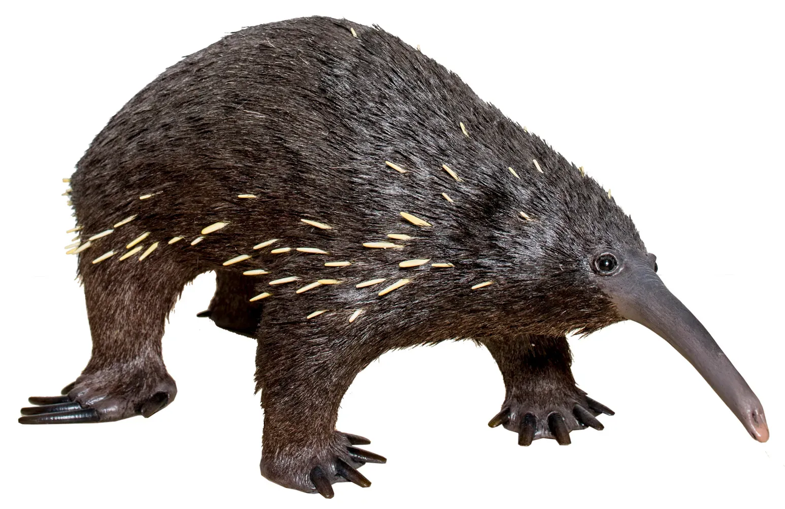 #4 - Attenborough's Long-Beaked Echidna (Matteo De Stefano/MUSE, CC BY-SA 3.0)