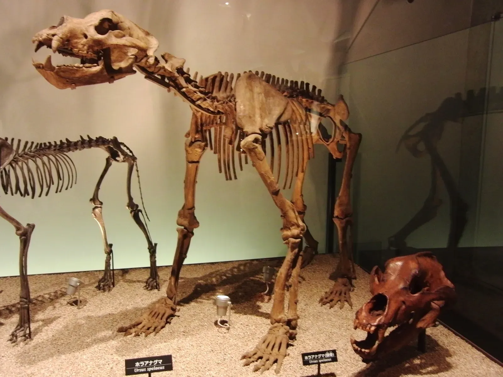 5. What They Actually Ate Is Still a Hotly Debated Mystery (By Momotarou2012, CC BY-SA 3.0)