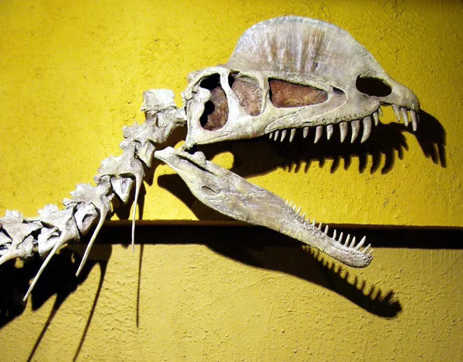 The Jaw "Weakness" That Turned Out to Be a Myth ([1], CC BY-SA 2.0)