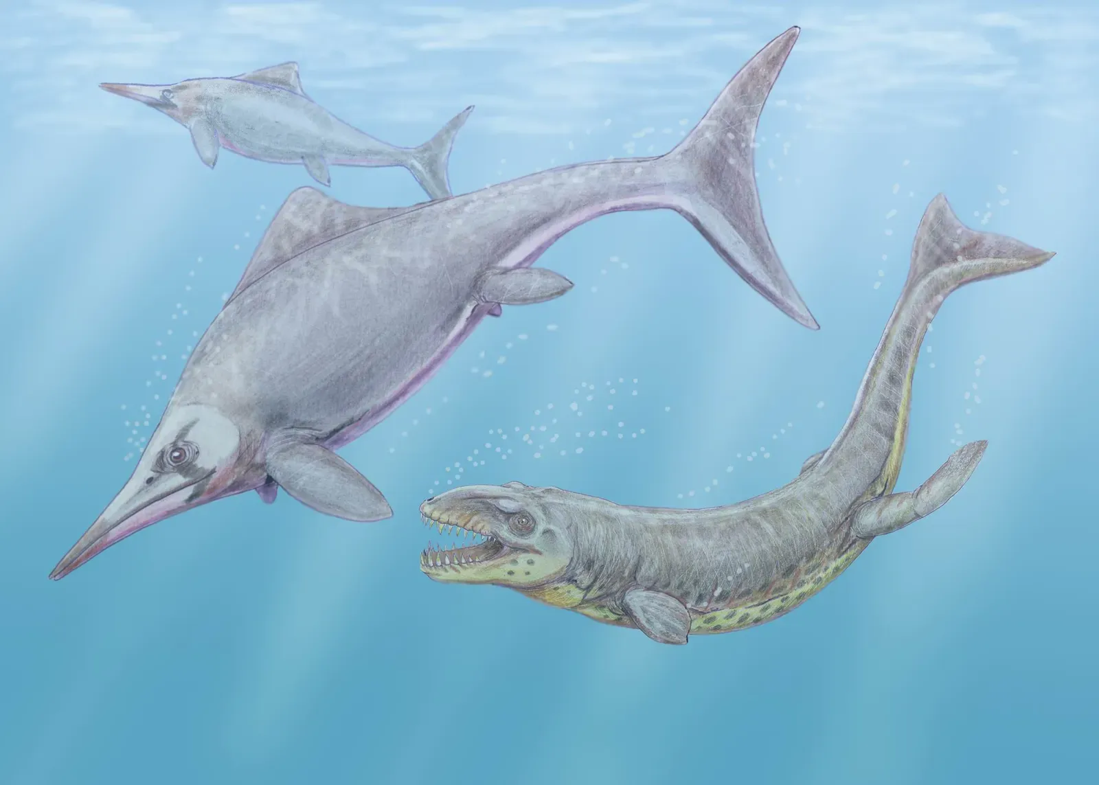 Dakosaurus: The Marine Crocodile Nightmare (Image Credits: Wikimedia)