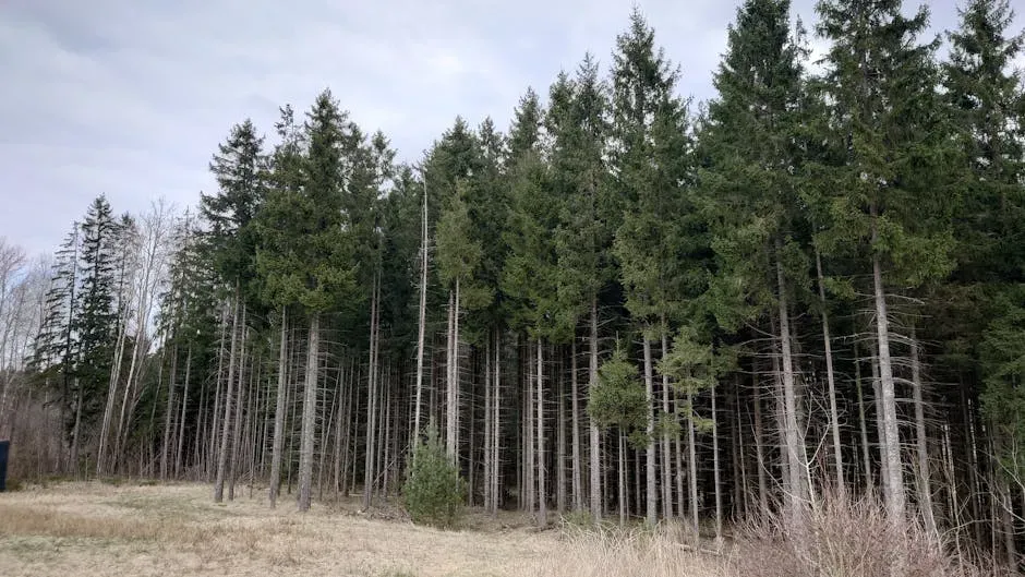 Capricorn – The Spruce, Hardworking Backbone of Cold Forests (Image Credits: Pexels)
