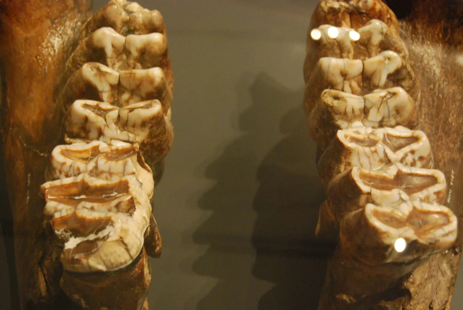 The Hidden Story in Growing Bones and Baby Teeth (Mastadon Molars, CC BY 2.0)