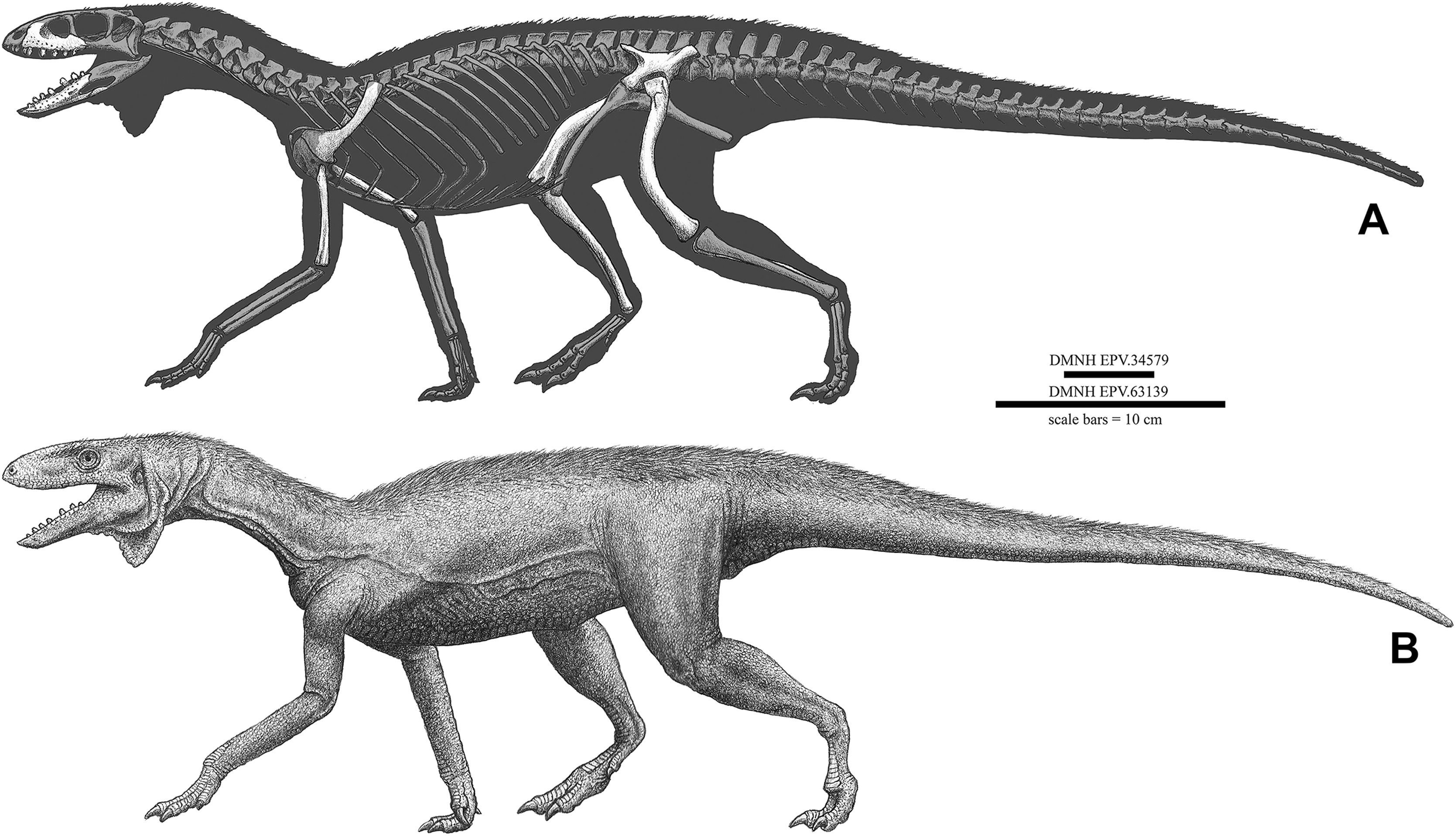 Dinosaur Ancestors Lived Closer to Dino Era Than Expected (Image Credits: Wikimedia)