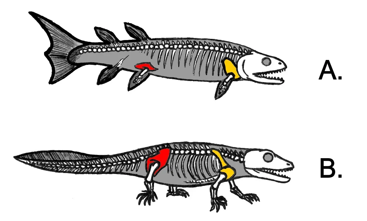 The Body's Blueprint: How Skeletons Reinvented Themselves (By Conty, Public domain)
