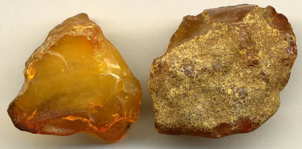 Trace Fossils, Amber, and the Unusual Forms Fossils Can Take (James St. John, Flickr, CC BY 2.0)