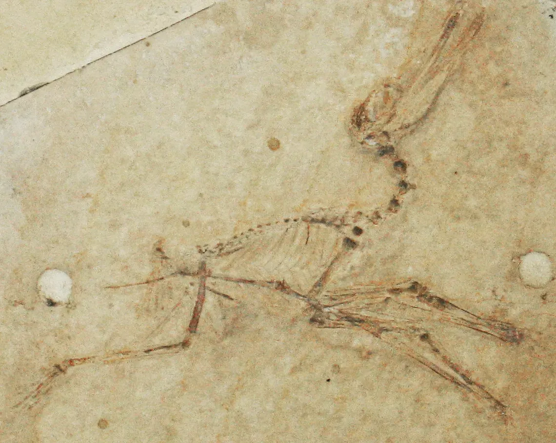 Conclusion: Dinosaurs Were Not on Their Way Out - They Were at Their Peak (Aurorazhdarcho micronyx (fossil pterosaur) (Solnhofen Limestone, Upper Jurassic; Bavaria, Germany) 3, CC BY 2.0)
