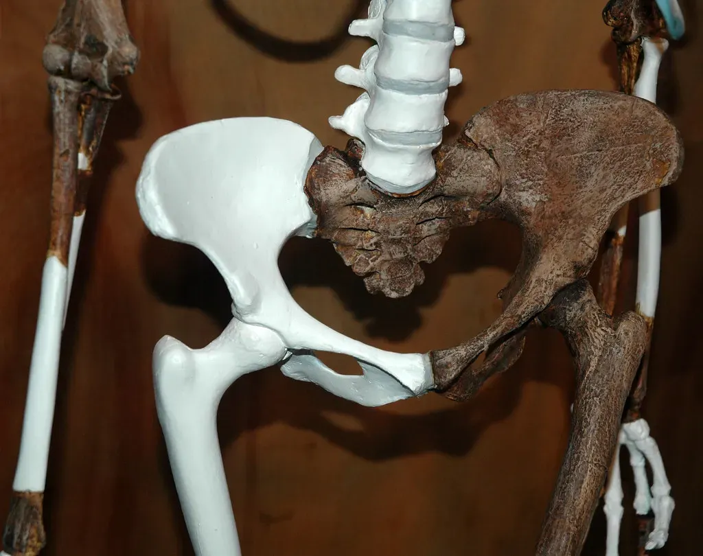 Feet, Hips, and Spines: The Blueprint of a Two-Legged Ancestor (James St. John, Flickr, CC BY 2.0)