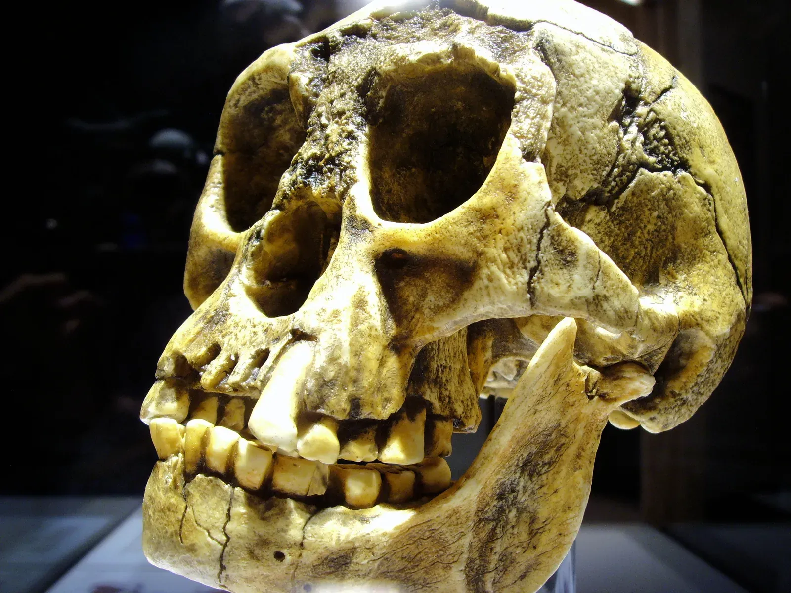 3. Homo floresiensis: The "Hobbit" That Defied Everything (By Gerbil, CC BY-SA 3.0)