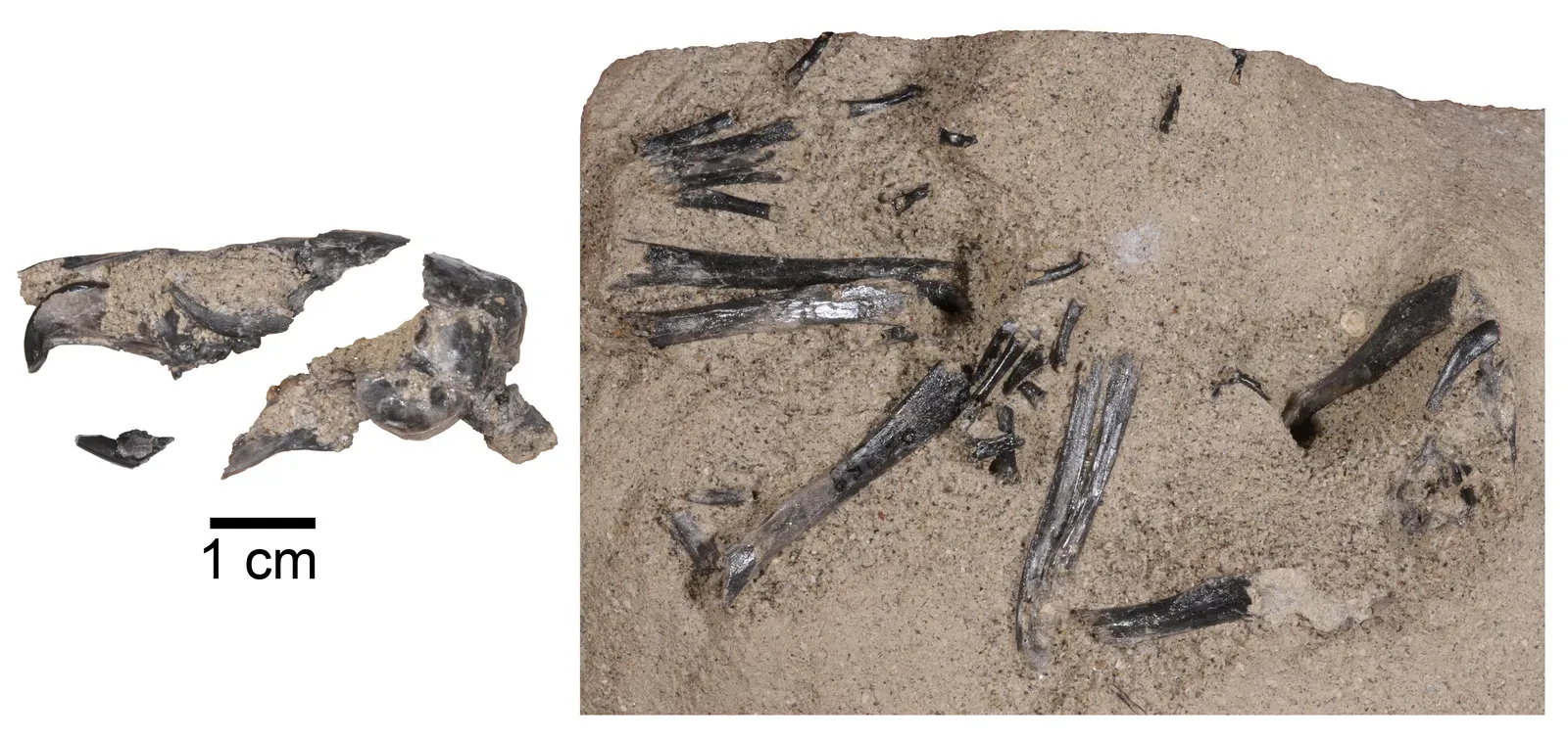 The Technology Changing How We Read Ancient Bones (Protosciurus mengi (UCMP 86368), Public domain)
