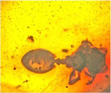 #1 - The "Totally Alien" Cluster That Might Be More Than One Kind of Life (Poinar G. O. Jr. (2012). "Nematode Parasites and Associates of Ants: Past and Present". Psyche 2012: 1–13. DOI:10.1155/2012/192017., CC BY 3.0)