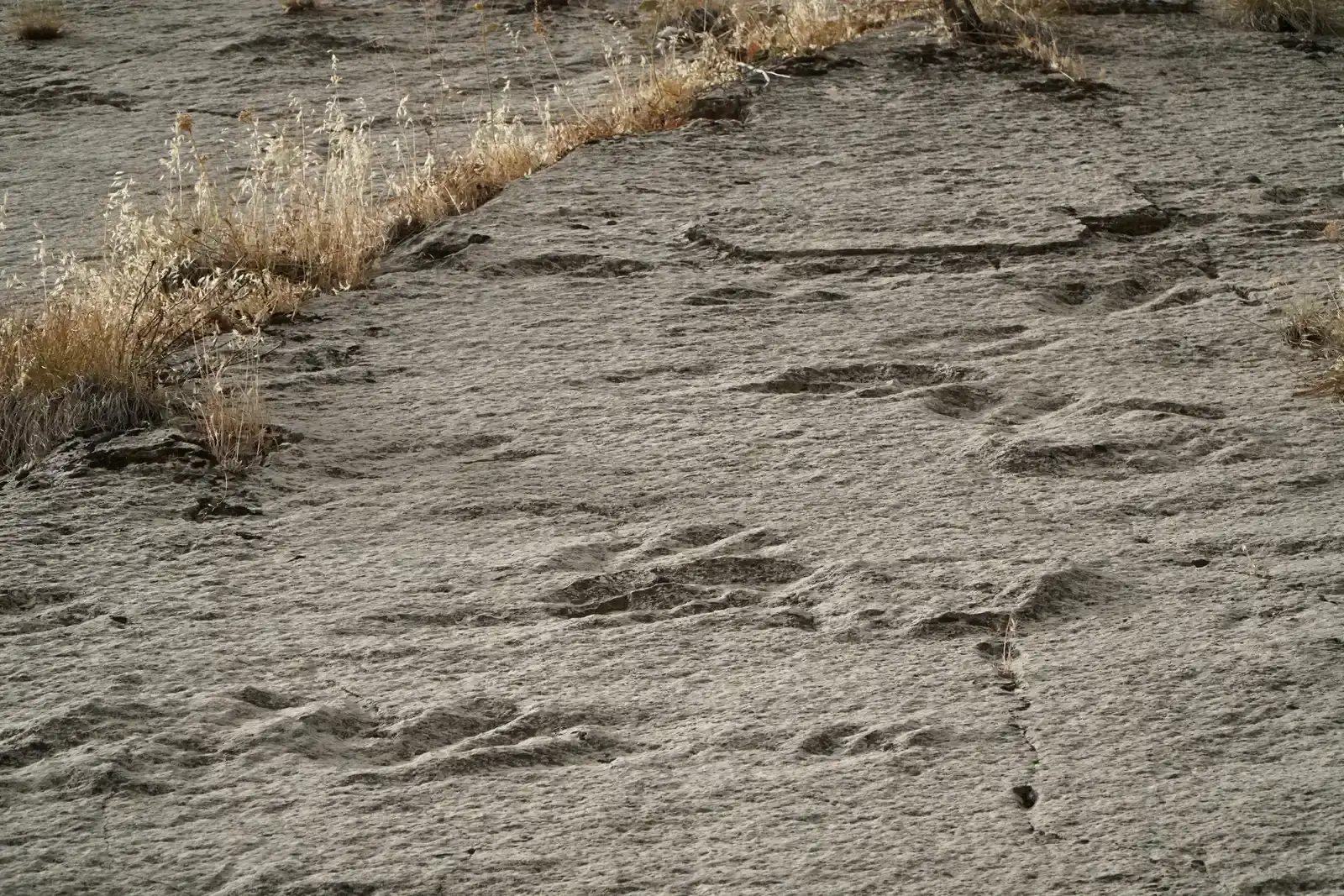 Footprints That Rewrite What We Thought We Knew (By Adam Harangozó, CC BY-SA 4.0)