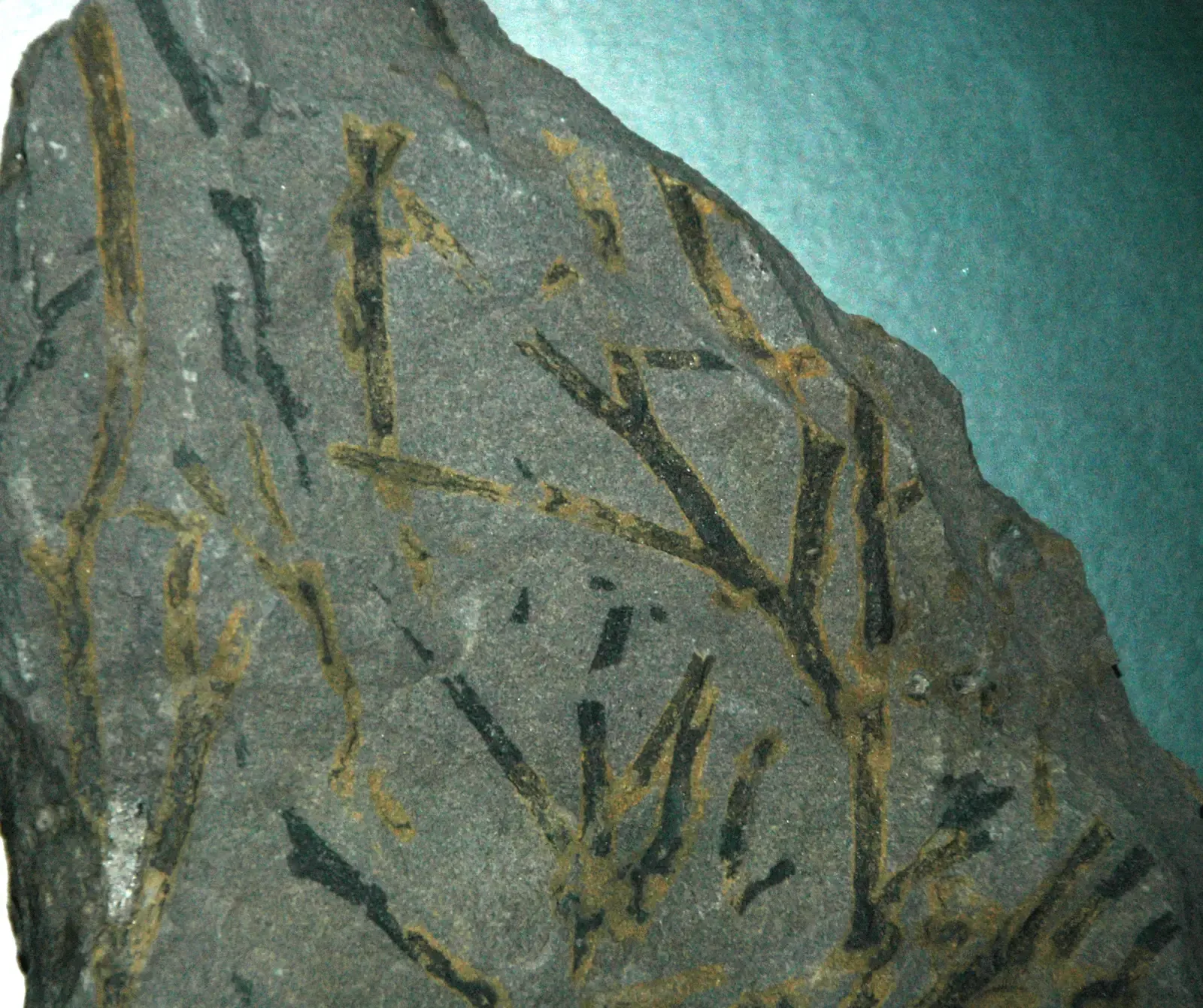 8. Vascular Plant Structure: The Adaptation That Accidentally Changed Everything (Aneurophyton fossil land plants (Devonian; Gilboa, southeastern New York State, USA), CC BY 2.0)