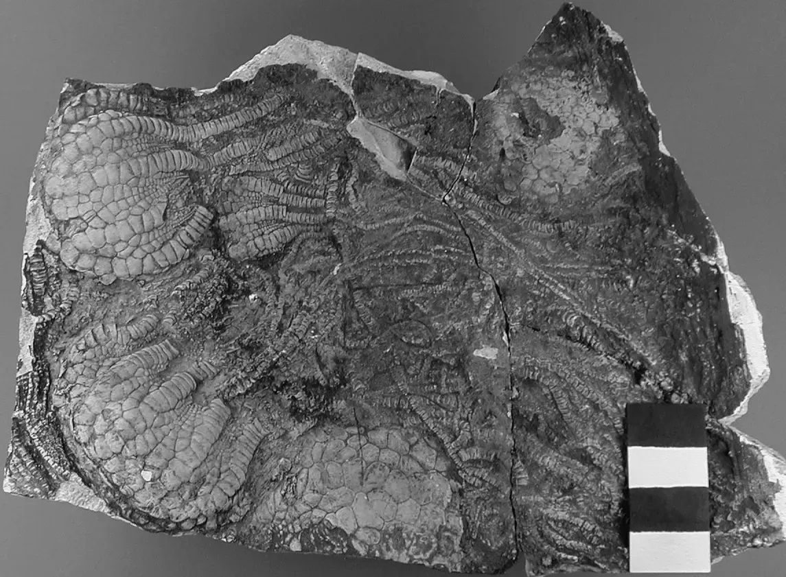 An Unexpectedly Diverse Carbon Cycle Over 3 Billion Years Ago (Uintacrinus socialis fossil crinoids in chalk (Niobrara Formation, Upper Cretaceous; western Kansas, USA) 2, CC BY 2.0)