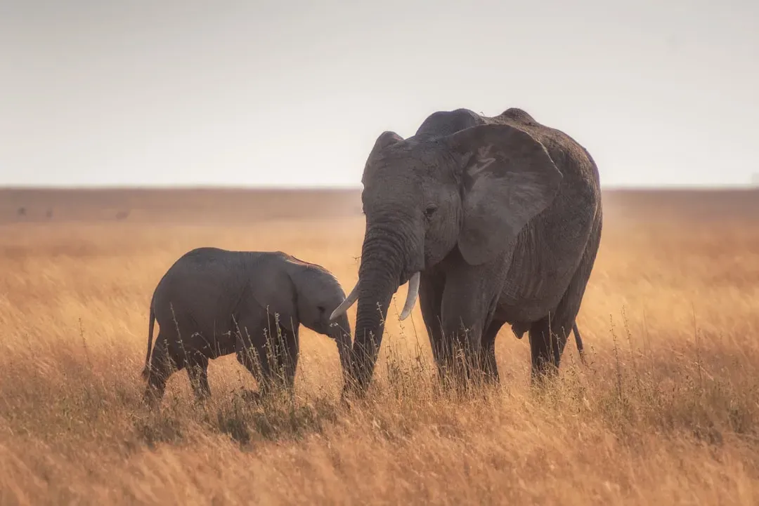 #2 - Whether an Elephant Can Actually Recognize Her Own Mother's Skull (Image Credits: Unsplash)