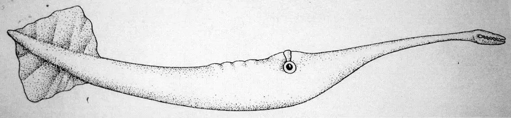 6. Tully Monster: The Mystery That Refuses to Behave (James St. John, Flickr, CC BY 2.0)