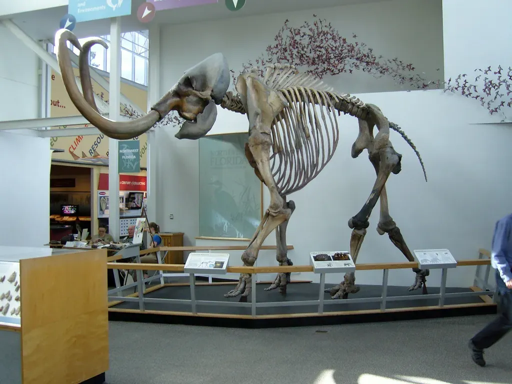 Why Did Mammoths Go Extinct? (Image Credits: Flickr)