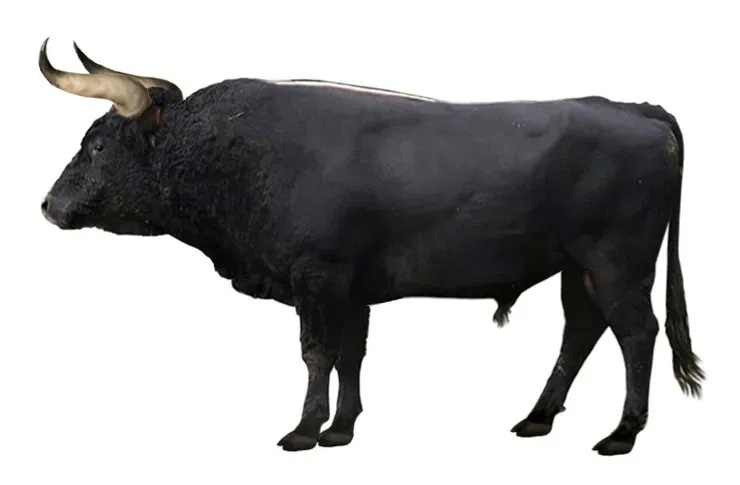 5. The Aurochs: The Ancestor of Every Cow You've Ever Seen (Image Credits: Wikimedia)