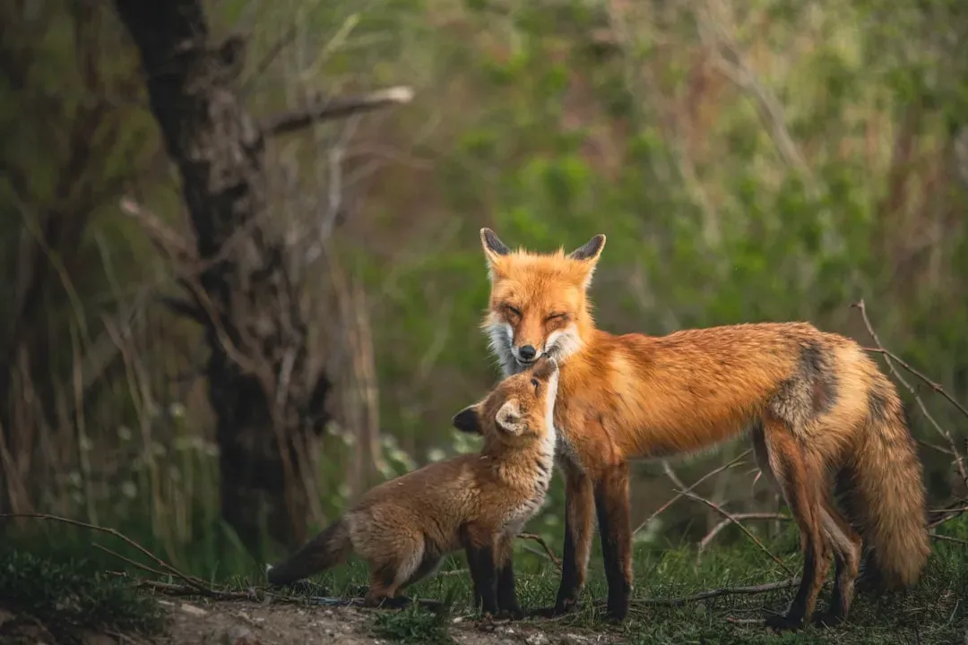Opinionated Conclusion: Cute Is Powerful, So We Owe It Respect (Image Credits: Unsplash)