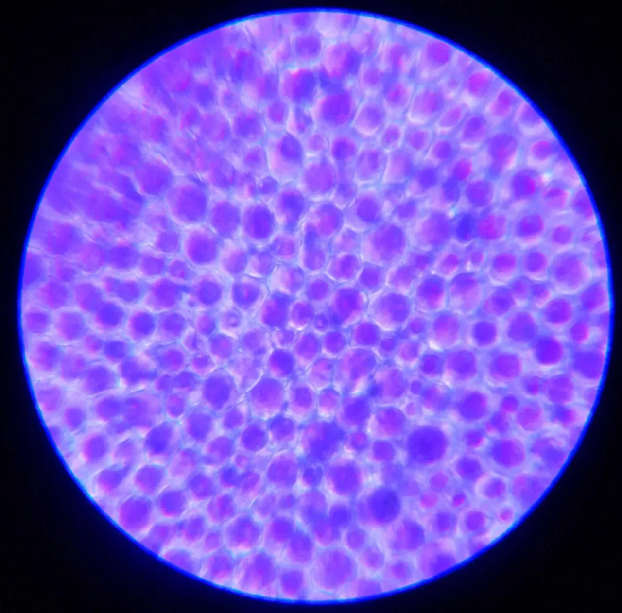 The Tiny Structures That Changed Everything: Melanosomes Explained (By Shkyrik, CC BY-SA 4.0)
