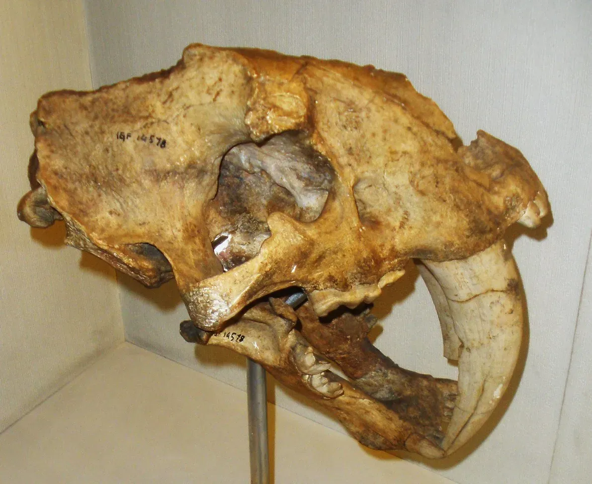 #10 - The Bite Itself Was Weaker Than You'd Think (By Ghedoghedo, CC BY-SA 3.0)