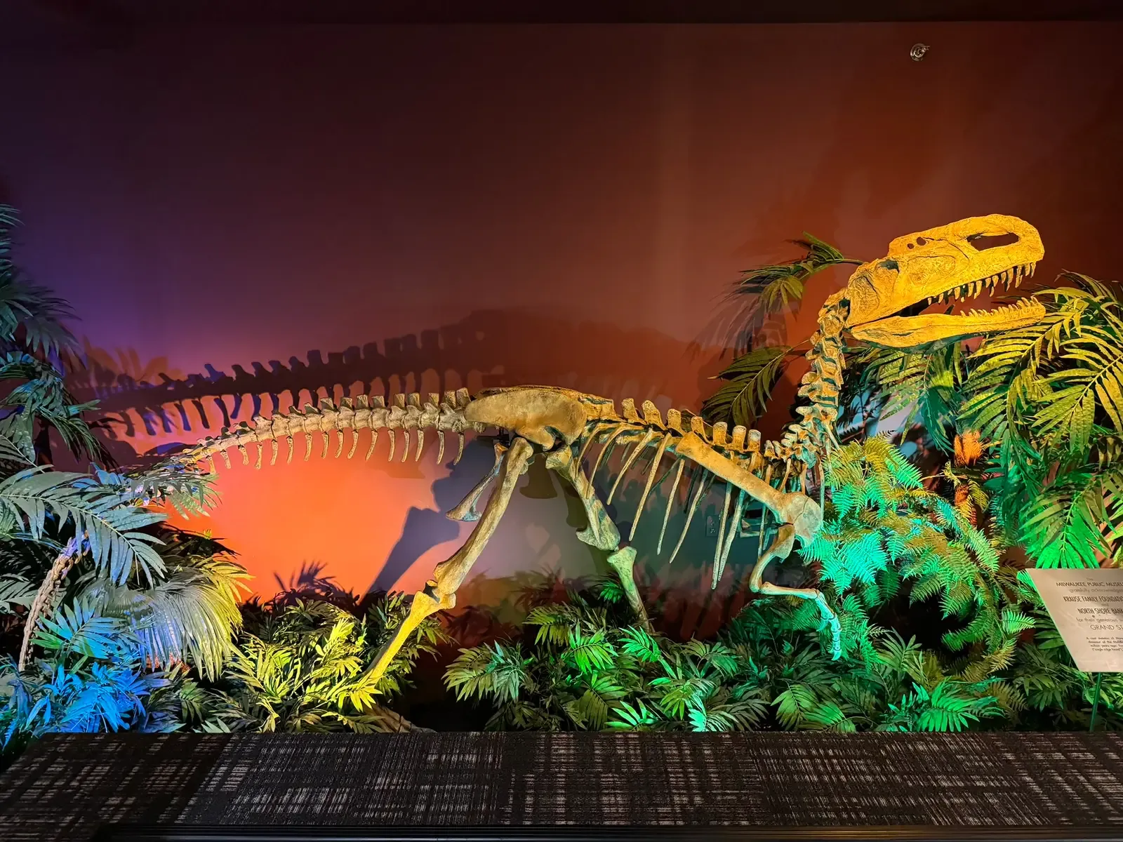 A Puzzling Place on the Dinosaur Family Tree (By 白柯倫, CC0)