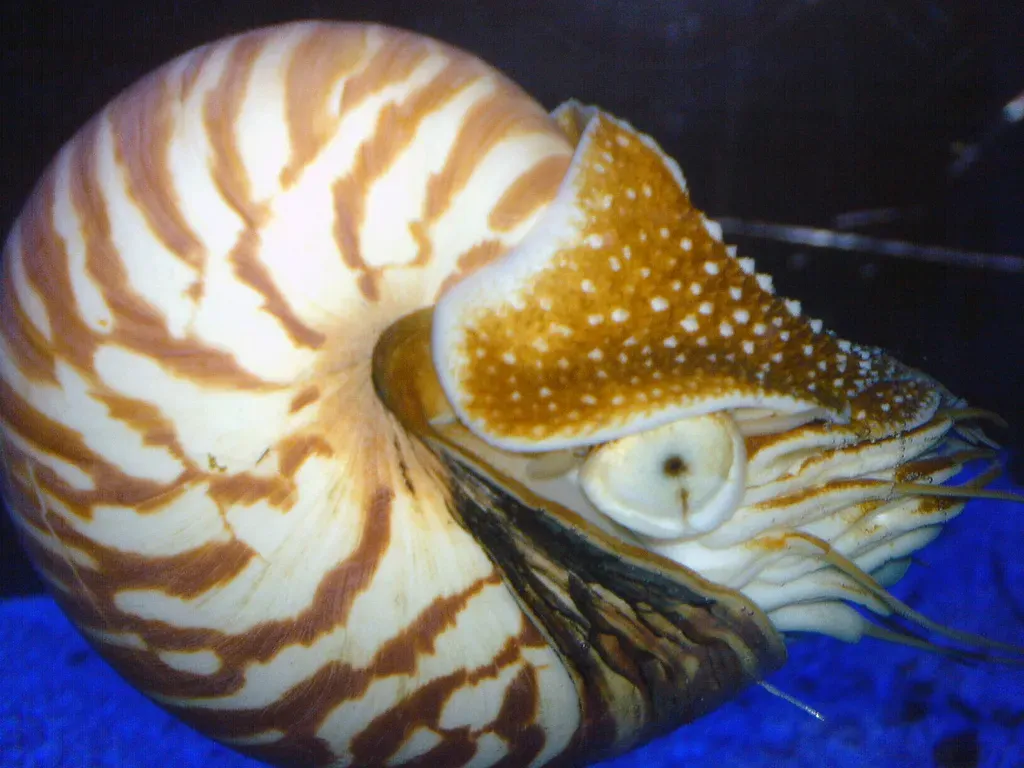 The Mystery of Changes We Cannot See (Nautilus pompilius - The Chambered NautilusUploaded by Gary Dee, CC BY 2.0)