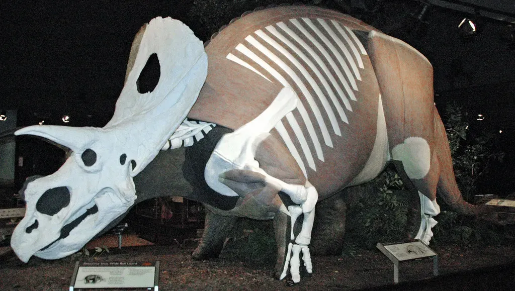 #11 - Torosaurus Might Just Be an Old Triceratops (James St. John, Flickr, CC BY 2.0)