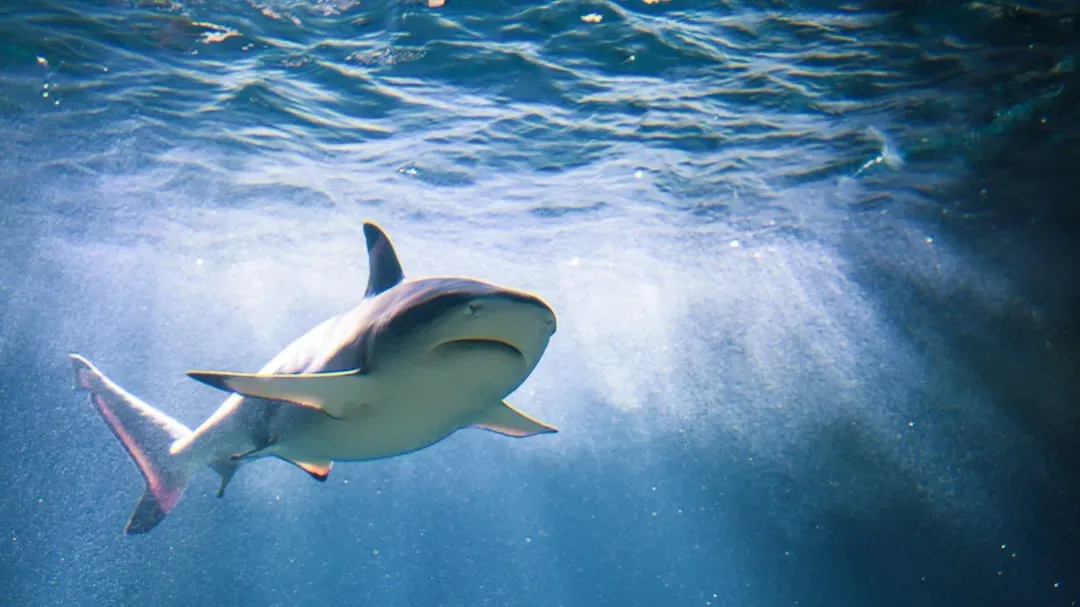 3. Sharks: Ancient Predators Still Patrolling the Seas (Image Credits: Unsplash)