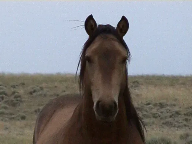 Connecting With Your Spirit Animal Daily (Image Credits: Flickr)