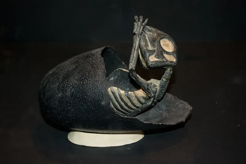 Bone Science Tells the Story: Altricial Hatchlings Needed Parents (Tim Evanson, Flickr, CC BY-SA 2.0)