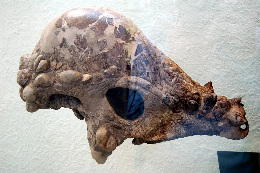 What the Bone Actually Says: Cracks, Thickness, and Hidden Weak Spots (Dano, Flickr, CC BY 2.0)