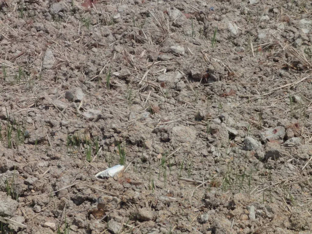 #4 - It Gutted the Soil's Organic Matter and Killed Its Microbial Life (Marufish, Flickr, CC BY-SA 2.0)