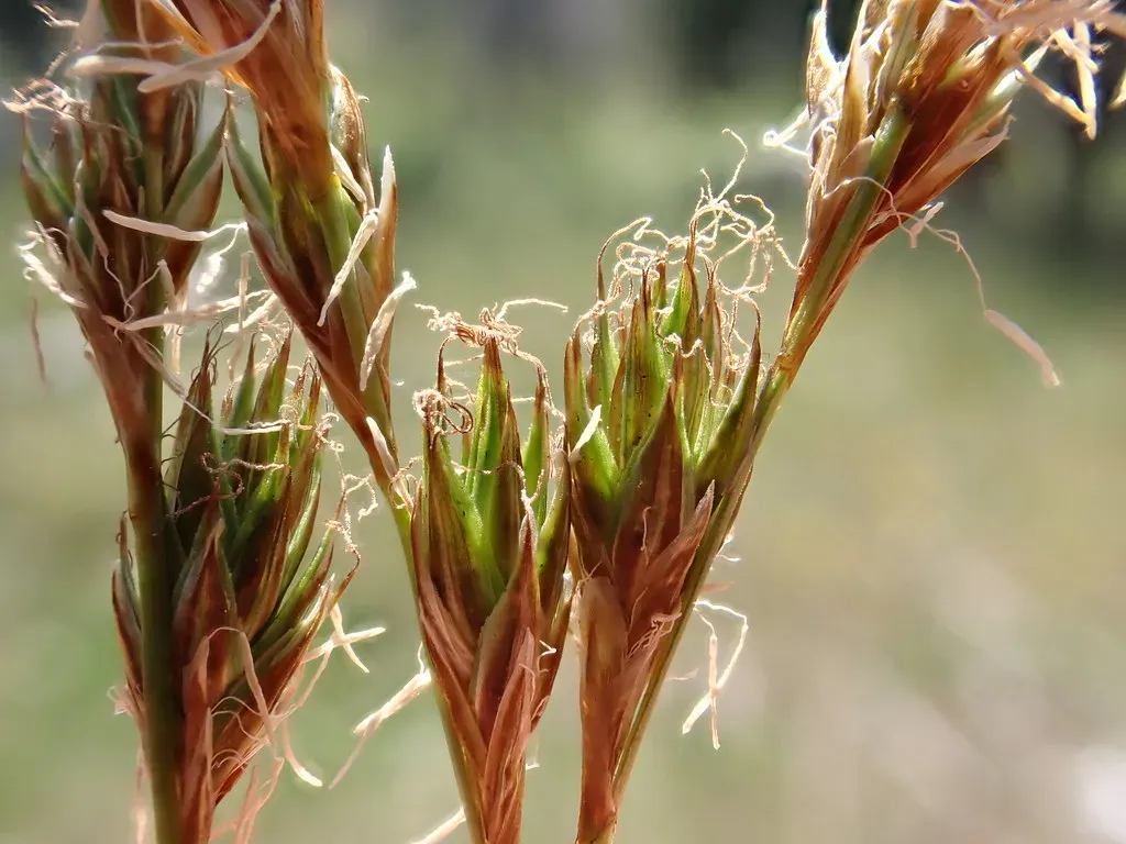 #10 Pioneer Sedges and Rushes in Wet Spots: First Responders to Waterlogged Soil (Matt Lavin, Flickr, CC BY-SA 2.0)
